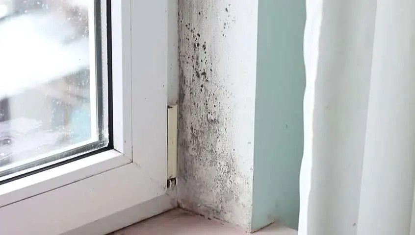 moisutre on wall damage